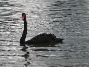 swan-1618940 small